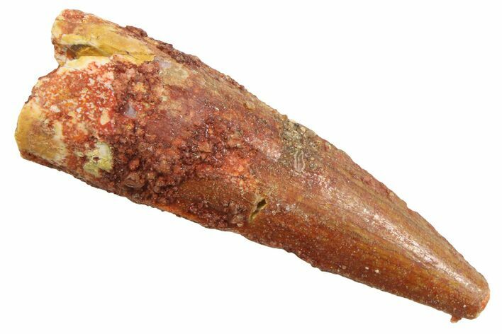 Juvenile Fossil Spinosaurus Tooth - Real Dinosaur Tooth #354821